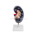 /msite/products/detail/productid/14014984/id/186332.html